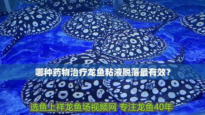 哪種藥物治療龍魚(yú)粘液脫落最有效？
