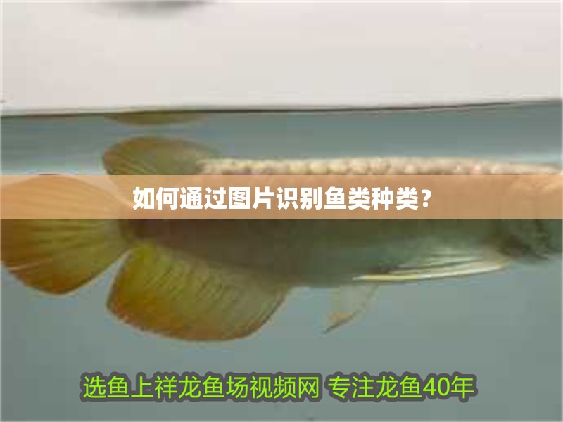 如何通過圖片識別魚類種類？