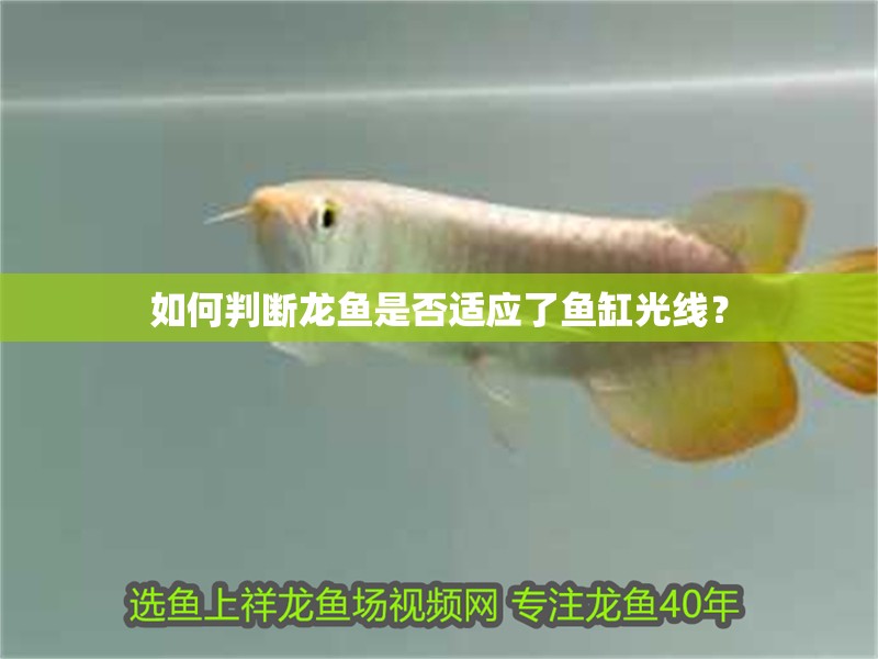 如何判斷龍魚是否適應了魚缸光線？