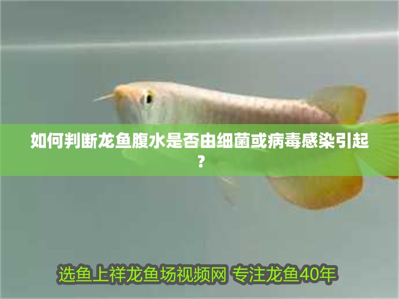 如何判斷龍魚腹水是否由細菌或病毒感染引起？