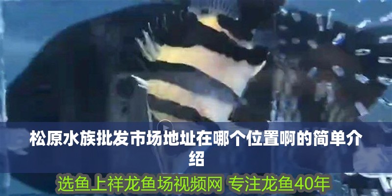 松原水族批發市場地址在哪個位置啊的簡單介紹