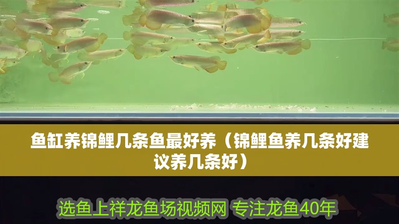 魚缸養(yǎng)錦鯉幾條魚最好養(yǎng)（錦鯉魚養(yǎng)幾條好建議養(yǎng)幾條好）