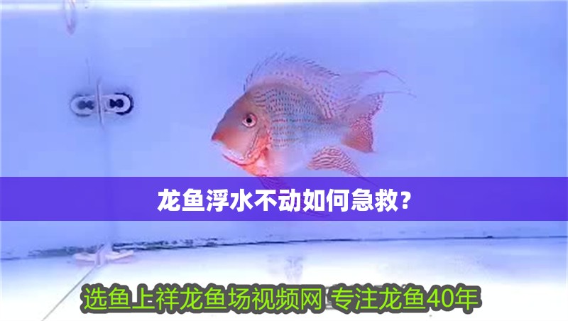 龍魚浮水不動如何急救？