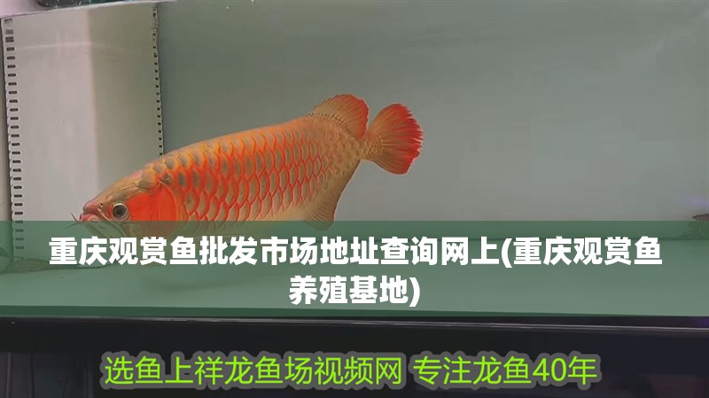 重慶觀賞魚批發(fā)市場地址查詢網(wǎng)上(重慶觀賞魚養(yǎng)殖基地)