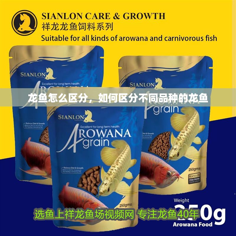 龍魚怎么區分，如何區分不同品種的龍魚
