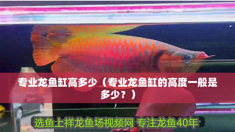 專業(yè)龍魚缸高多少（專業(yè)龍魚缸的高度一般是多少？）