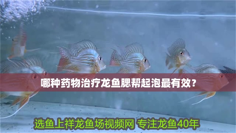 哪種藥物治療龍魚腮幫起泡最有效？