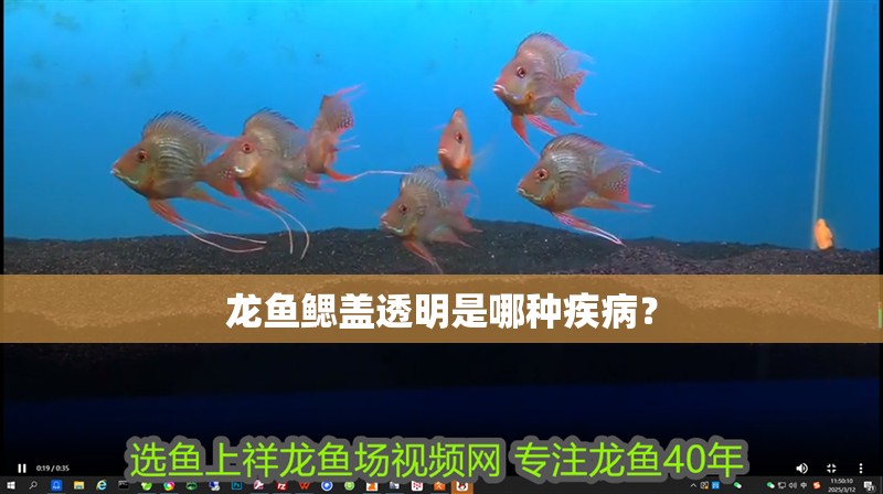 龍魚鰓蓋透明是哪種疾??？