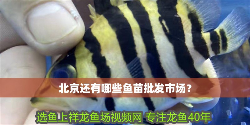 <strong><mark>北京</mark></strong>還有哪些魚苗批發(fā)市場？