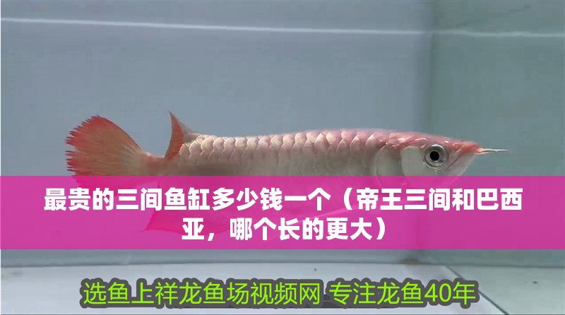 最貴的三間魚缸多少錢一個(gè)（帝王三間和巴西亞，哪個(gè)長的更大）