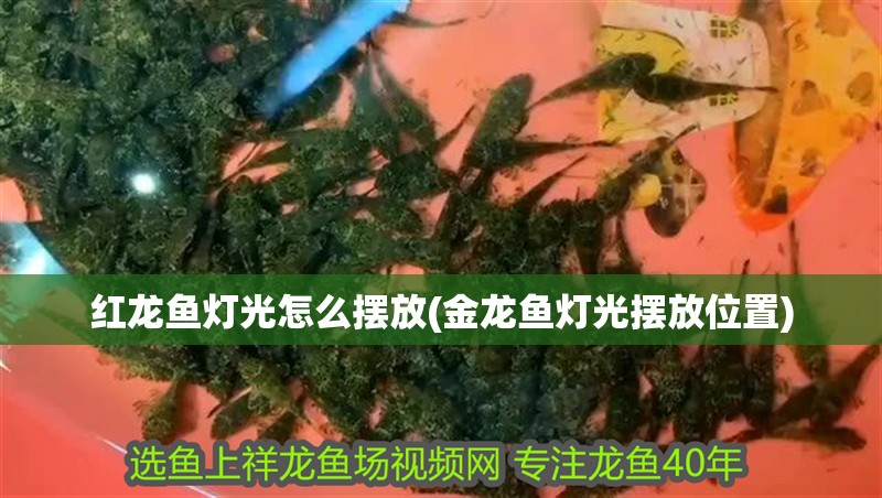 紅龍魚燈光怎么擺放(金龍魚燈光擺放位置)