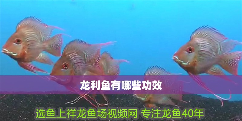 龍利魚有哪些功效