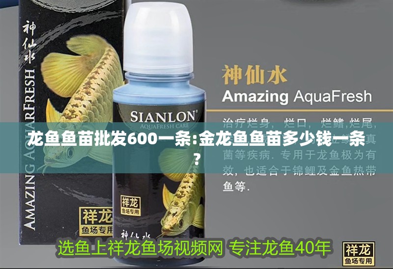 龍魚魚苗批發600一條:金龍魚魚苗多少錢一條?