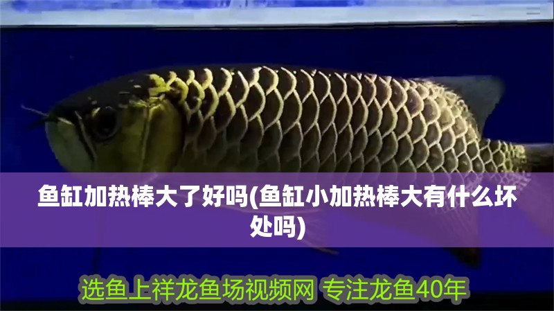魚缸加熱棒大了好嗎(魚缸小加熱棒大有什么壞處嗎)
