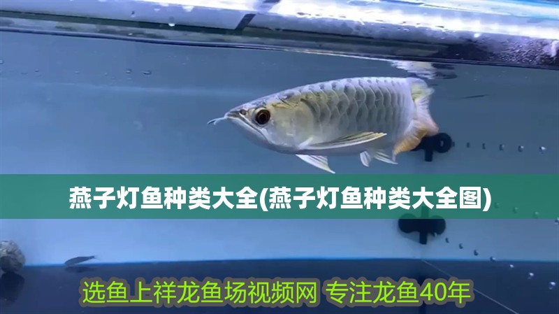 燕子燈魚種類大全(燕子燈魚種類大全圖)