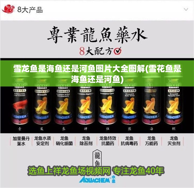 雪龍魚是海魚還是河魚圖片大全圖解(雪花魚是海魚還是河魚)