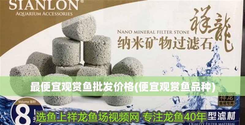 最便宜觀賞魚批發價格(便宜觀賞魚品種)