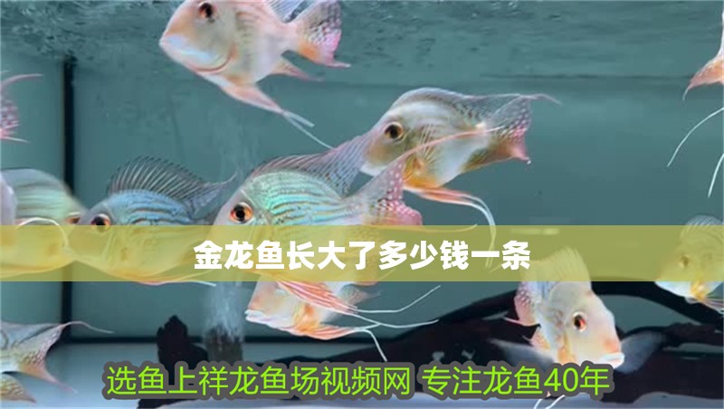 金龍魚長大了多少錢一條