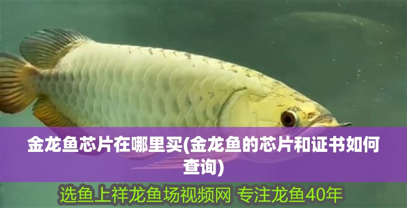 金龍魚芯片在哪里買(金龍魚的芯片和證書如何查詢)