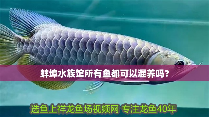 龍魚干蝦有營養嗎 蚌埠水族館所有魚都可以混養嗎? 觀賞魚百科 蚌埠水族館所有魚都可以混養嗎? 蚌埠水族館所有魚都可以混養嗎? 觀賞魚百科