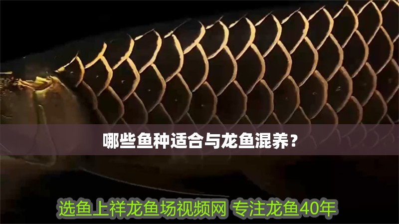 哪些魚種適合與龍魚混養？