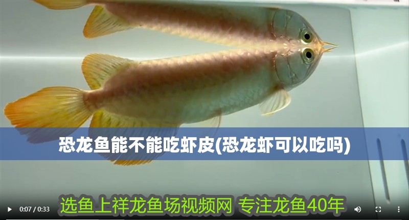 恐龍魚能不能吃蝦皮(恐龍蝦可以吃嗎)