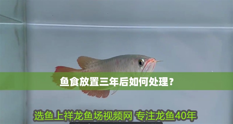 魚食放置三年后如何處理？