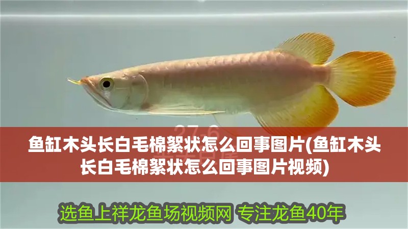 魚缸木頭長白毛棉絮狀怎么回事圖片(魚缸木頭長白毛棉絮狀怎么回事圖片視頻)