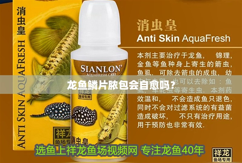 龍魚鱗片膿包會自愈嗎？