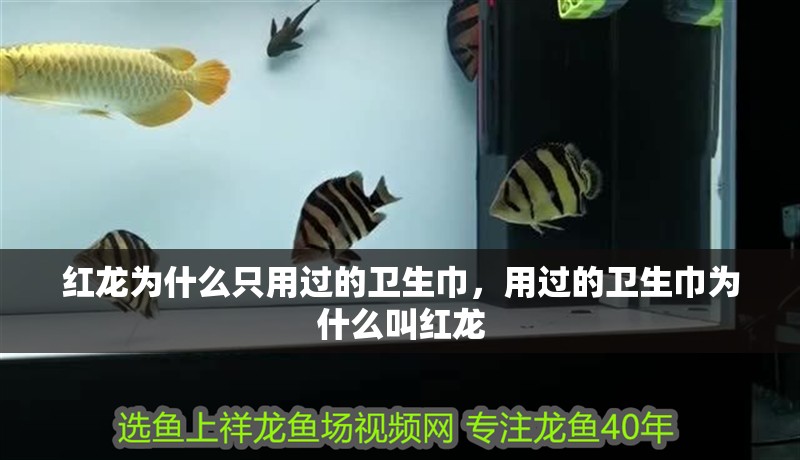 紅龍為什么只用過的衛生巾，用過的衛生巾為什么叫紅龍