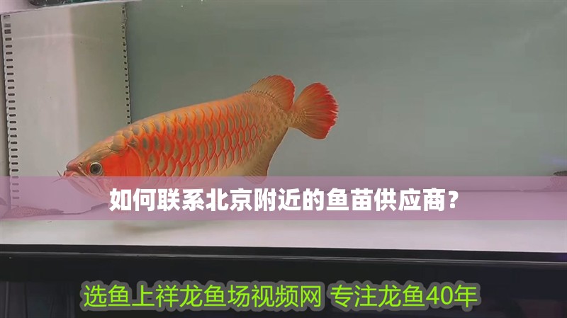 如何聯系北京附近的魚苗供應商？