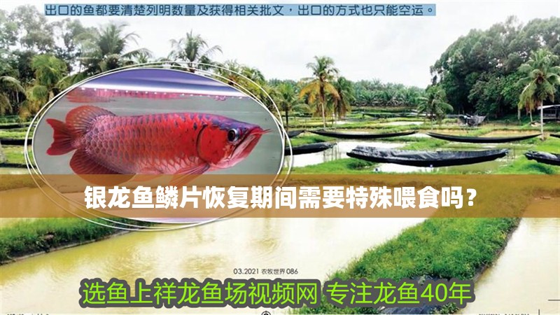 銀龍魚鱗片恢復期間需要特殊喂食嗎？