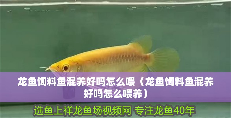 龍魚飼料魚混養(yǎng)好嗎怎么喂（龍魚飼料魚混養(yǎng)好嗎怎么喂養(yǎng)）