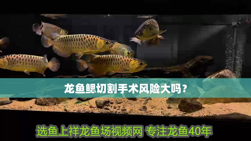 龍魚鰓切割手術風險大嗎？