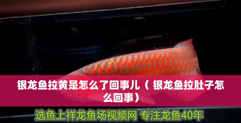 銀龍魚拉黃是怎么了回事兒（ 銀龍魚拉肚子怎么回事）