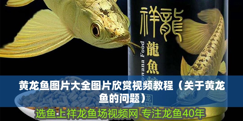 黃龍魚圖片大全圖片欣賞視頻教程（關于黃龍魚的問題）
