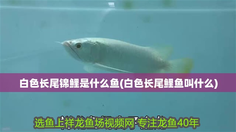 白色長尾錦鯉是什么魚(白色長尾鯉魚叫什么)