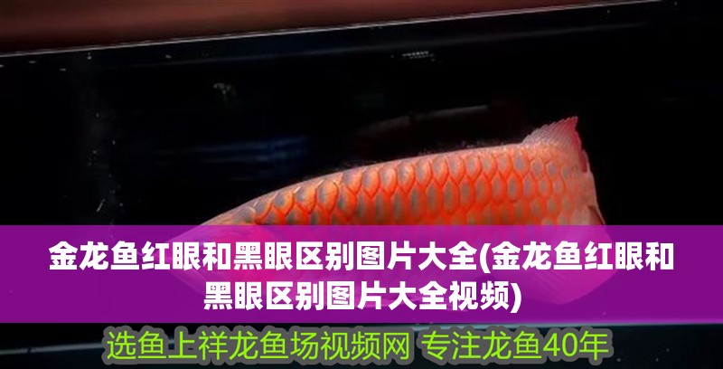 金龍魚紅眼和黑眼區別圖片大全(金龍魚紅眼和黑眼區別圖片大全視頻)