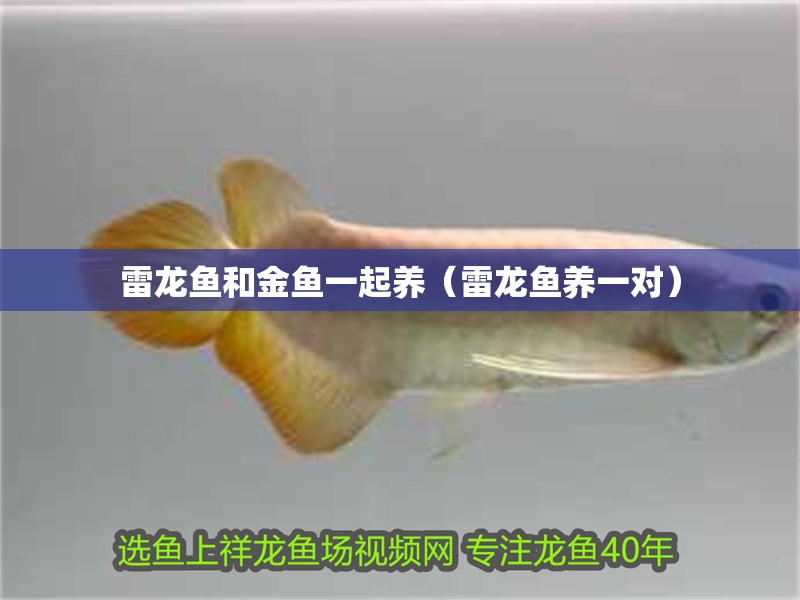 雷龍魚和金魚一起養（雷龍魚養一對）