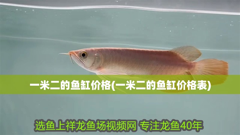一米二的魚缸價格(一米二的魚缸價格表)