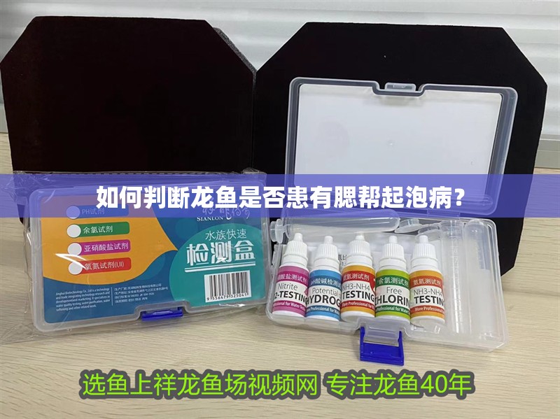 如何判斷龍魚是否患有腮幫起泡病？