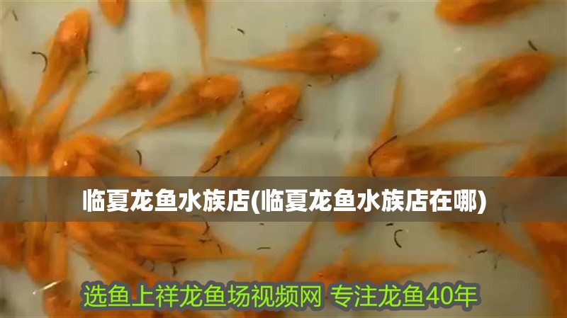 臨夏龍魚水族店(臨夏龍魚水族店在哪)