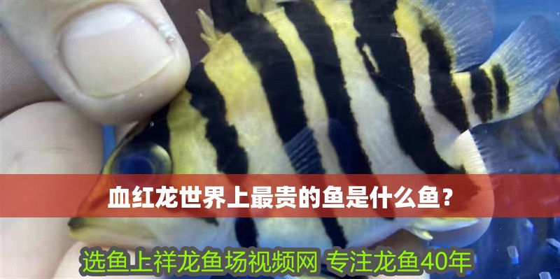 血紅龍世界上最貴的魚是什么魚？