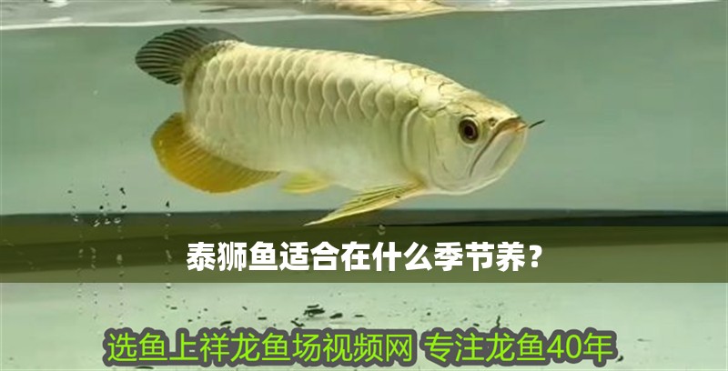 泰獅魚適合在什么季節養？