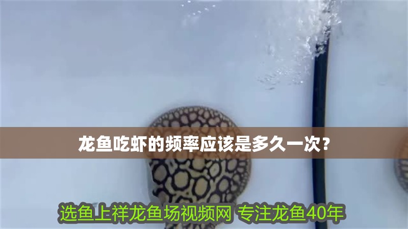龍魚吃蝦的頻率應該是多久一次？