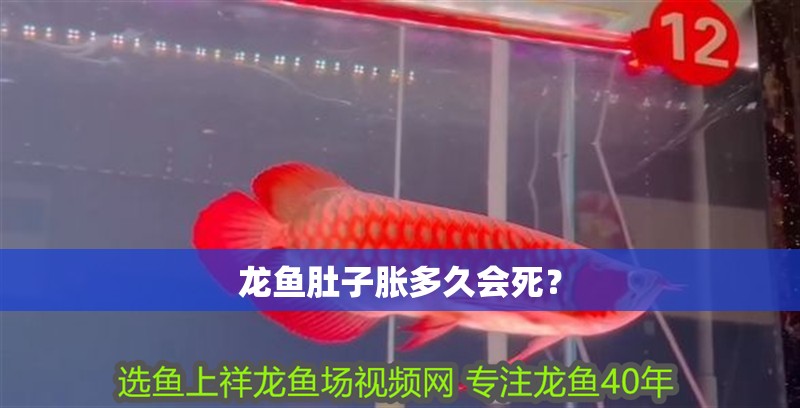 龍魚肚子脹多久會死？