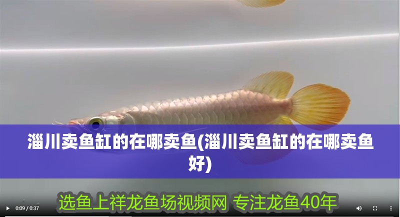 淄川賣(mài)魚(yú)缸的在哪賣(mài)魚(yú)(淄川賣(mài)魚(yú)缸的在哪賣(mài)魚(yú)好)