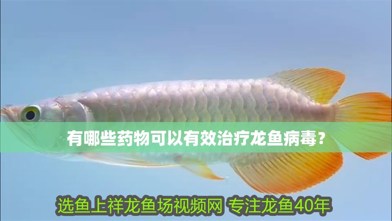 有哪些藥物可以有效治療龍魚病毒？