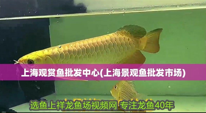 <strong><mark>上海</mark></strong>觀賞魚批發(fā)中心(<strong><mark>上海</mark></strong>景觀魚批發(fā)市場)