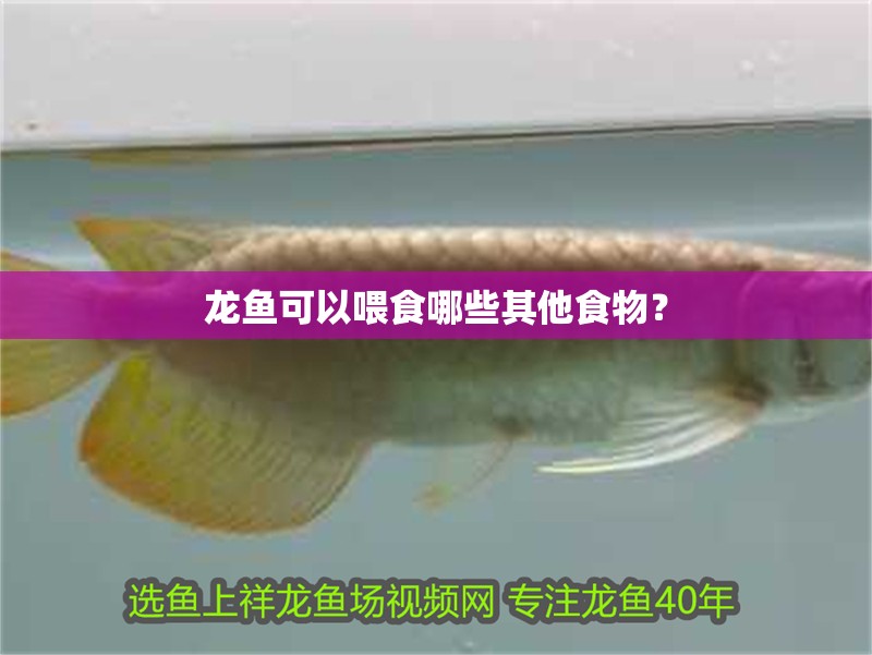 龍魚可以喂食哪些其他食物？